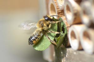 https://ryanclarkecology.wordpress.com/2015/03/16/a-buzz-about-bee-houses/